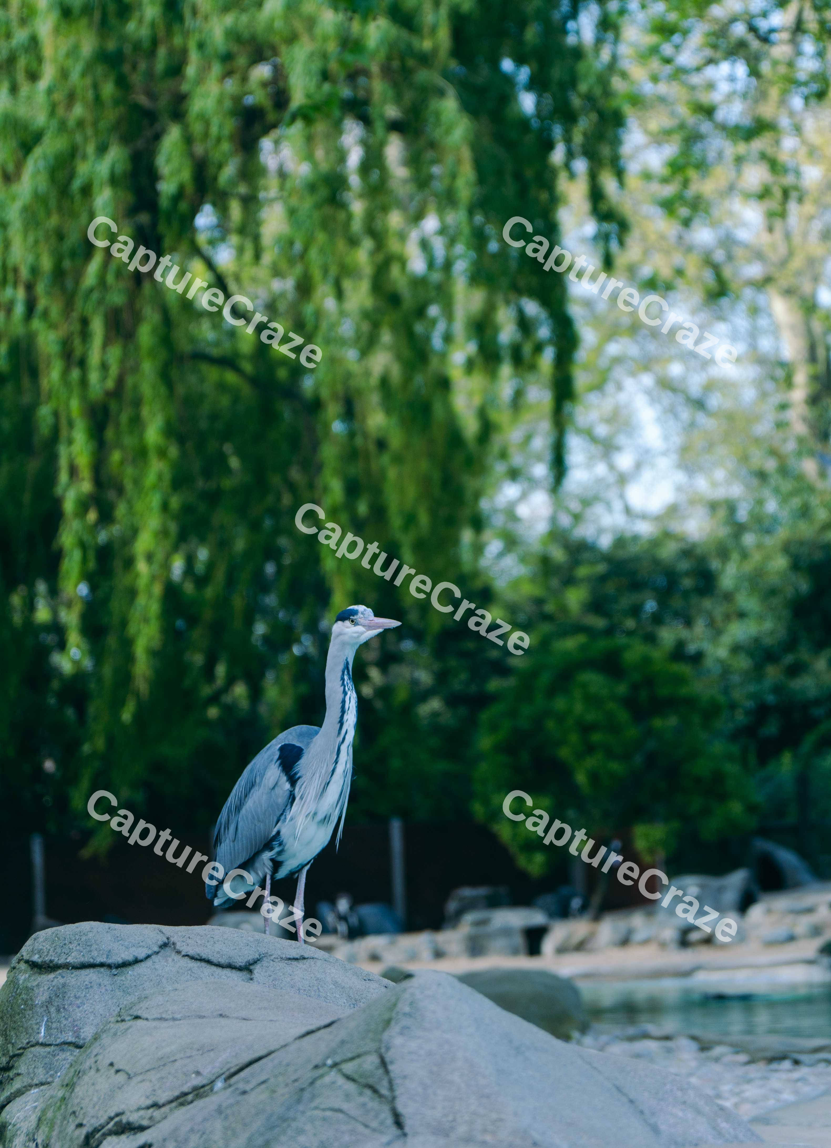 Tranquil Heron 2